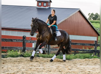 Percheron Mix, Stute, 5 Jahre, Rappe