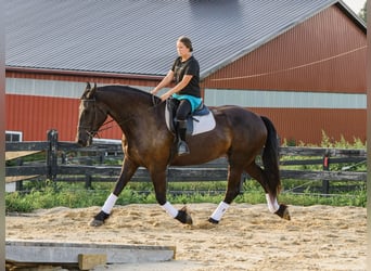 Percheron Mix, Stute, 5 Jahre, Rappe