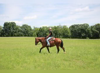 Percheron, Stute, 5 Jahre, Rotbrauner