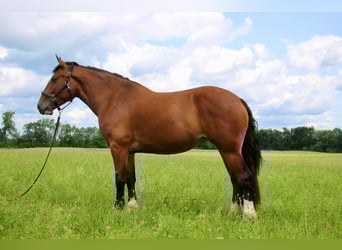 Percheron, Stute, 5 Jahre, Rotbrauner