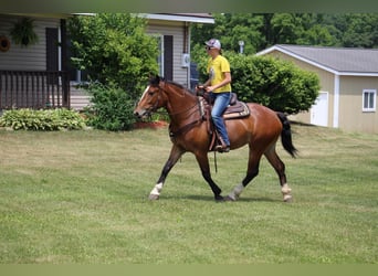 Percheron, Stute, 5 Jahre, Rotbrauner