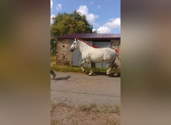 Percheron, Stute, 6 Jahre, 168 cm, Schimmel