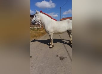 Percheron, Stute, 6 Jahre, 168 cm, Schimmel