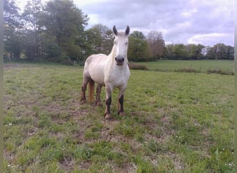 Percheron, Stute, 6 Jahre, 168 cm, Schimmel