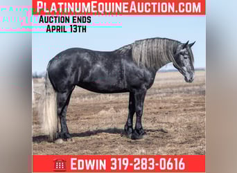 Percheron, Stute, 6 Jahre, 170 cm, Schimmel