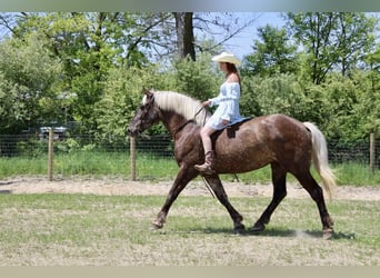 Percheron, Stute, 6 Jahre, Brauner