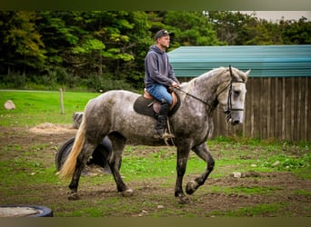 Percheron, Stute, 6 Jahre, Schimmel