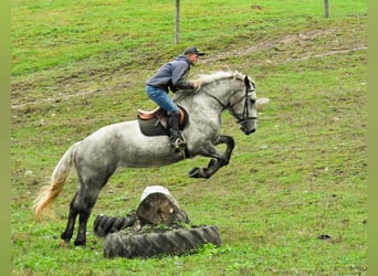 Percheron, Stute, 6 Jahre, Schimmel