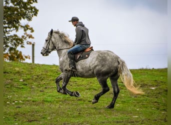 Percheron, Stute, 6 Jahre, Schimmel
