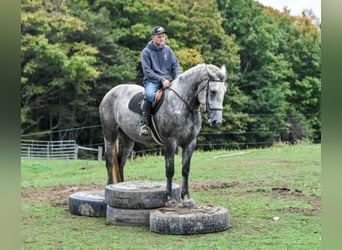 Percheron, Stute, 6 Jahre, Schimmel