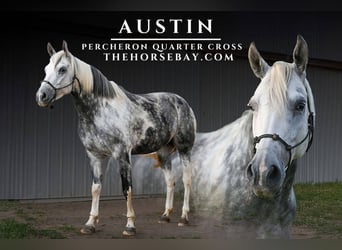 Percheron Mix, Stute, 7 Jahre, 163 cm, Schimmel