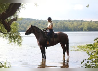 Percheron Mix, Stute, 7 Jahre, 165 cm, Roan-Bay
