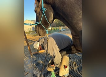 Percheron, Stute, 7 Jahre, Rappe