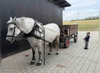 Percheron Mix, Stute, 8 Jahre, 172 cm, Apfelschimmel