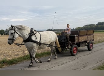 Percheron Mix, Stute, 8 Jahre, 172 cm, Apfelschimmel