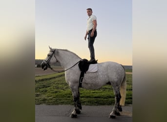 Percheron Mix, Stute, 8 Jahre, 172 cm, Apfelschimmel