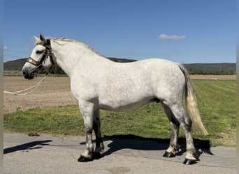 Percheron Mix, Stute, 8 Jahre, 172 cm, Apfelschimmel