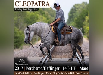 Percheron Mix, Stute, 9 Jahre, 150 cm, Schimmel