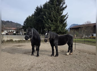 Percheron, Stute, 9 Jahre, 165 cm, Rappe