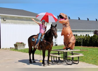 Percheron, Stute, 9 Jahre, 165 cm, Rotbrauner