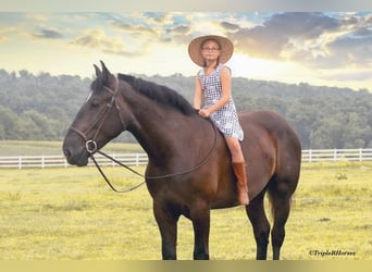 Percheron Blandning, Valack, 3 år, 173 cm, Svart