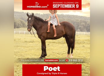 Percheron Blandning, Valack, 3 år, 173 cm, Svart