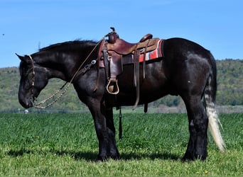 Percheron Blandning, Valack, 4 år, 168 cm, Grå