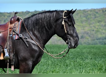 Percheron Blandning, Valack, 4 år, 168 cm, Grå