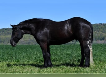 Percheron Blandning, Valack, 4 år, 168 cm, Grå