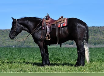 Percheron Blandning, Valack, 4 år, 168 cm, Grå