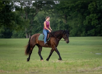 Percheron Blandning, Valack, 5 år, 160 cm, Svart