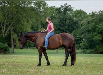 Percheron Blandning, Valack, 5 år, 160 cm, Svart