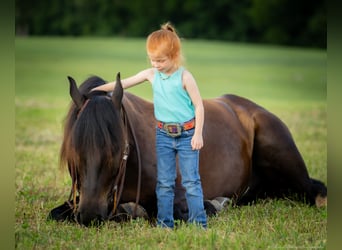 Percheron Blandning, Valack, 5 år, 160 cm, Svart