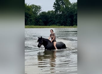 Percheron Blandning, Valack, 5 år, 160 cm, Svart