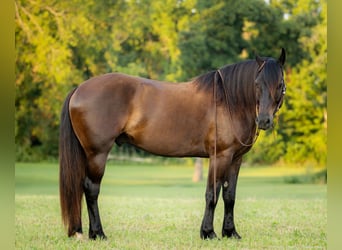 Percheron Blandning, Valack, 5 år, 160 cm, Svart