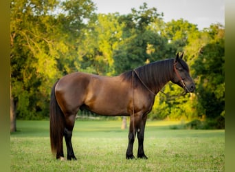 Percheron Blandning, Valack, 5 år, 160 cm, Svart