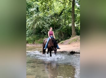 Percheron Blandning, Valack, 5 år, 160 cm, Svart