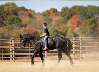 Percheron Blandning, Valack, 5 år, 165 cm, Svart