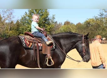 Percheron Blandning, Valack, 5 år, 165 cm, Svart