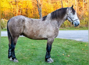 Percheron, Valack, 6 år, 180 cm, Grå