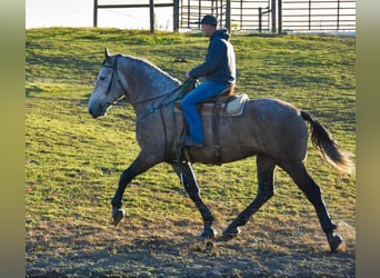 Percheron, Valack, 6 år, 180 cm, Grå