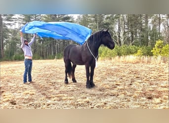 Percheron, Valack, 7 år, 173 cm, Svart