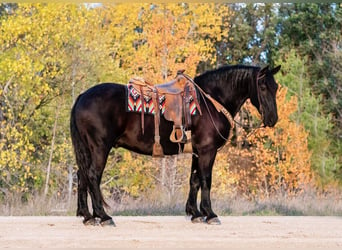 Percheron Blandning, Valack, 9 år, 163 cm, Svart