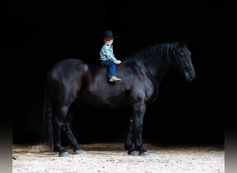 Percheron Blandning, Valack, 9 år, 163 cm, Svart