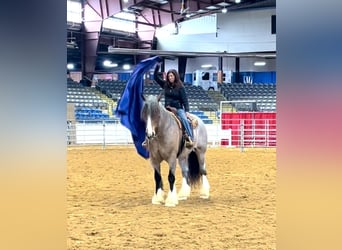 Percheron, Valack, 9 år, 175 cm, Brunskimmel