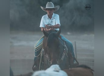 Percheron, Wallach, 10 Jahre, 157 cm, Rotbrauner