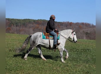 Percheron, Wallach, 10 Jahre, 163 cm, Apfelschimmel