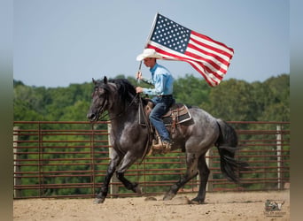 Percheron Mix, Wallach, 10 Jahre, 163 cm, Roan-Blue