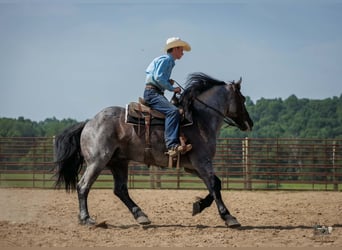 Percheron Mix, Wallach, 10 Jahre, 163 cm, Roan-Blue
