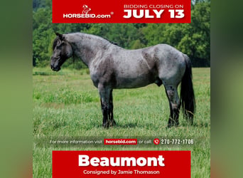 Percheron Mix, Wallach, 10 Jahre, 163 cm, Roan-Blue